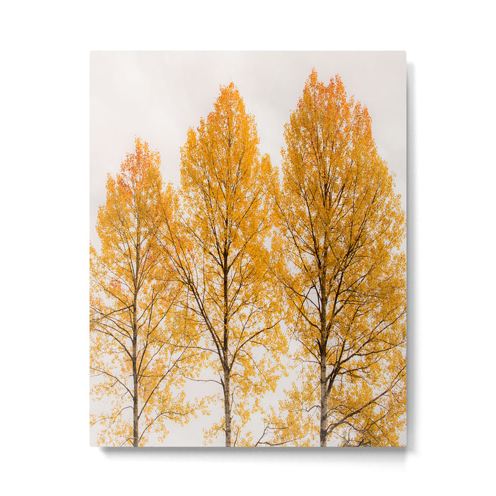 Aspen Trees #decor #society6 #buyart Metal Print Gallery Image 1
