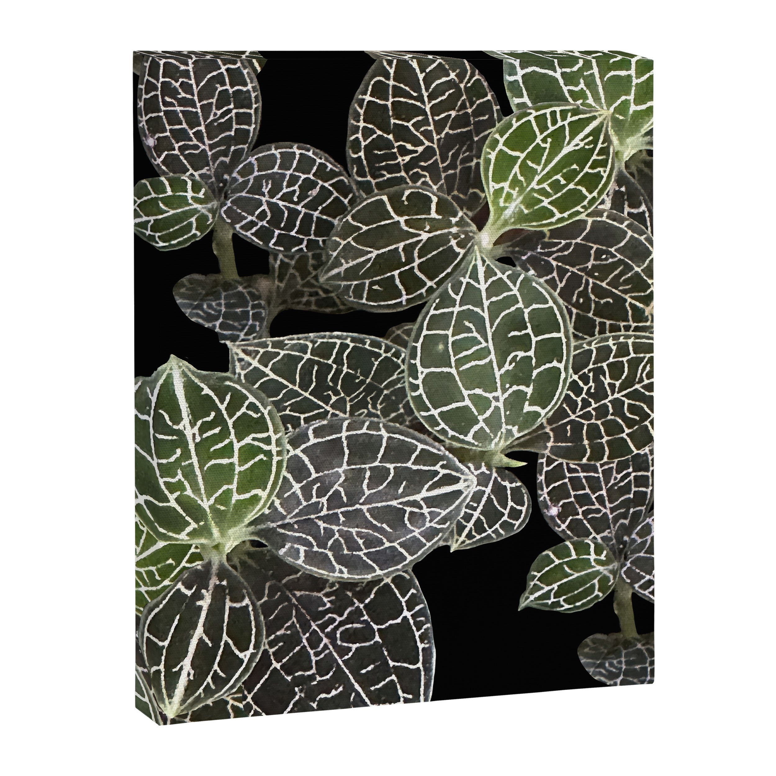 Elegant leaf skeleton foliage on black Canvas Print Gallery Image 8