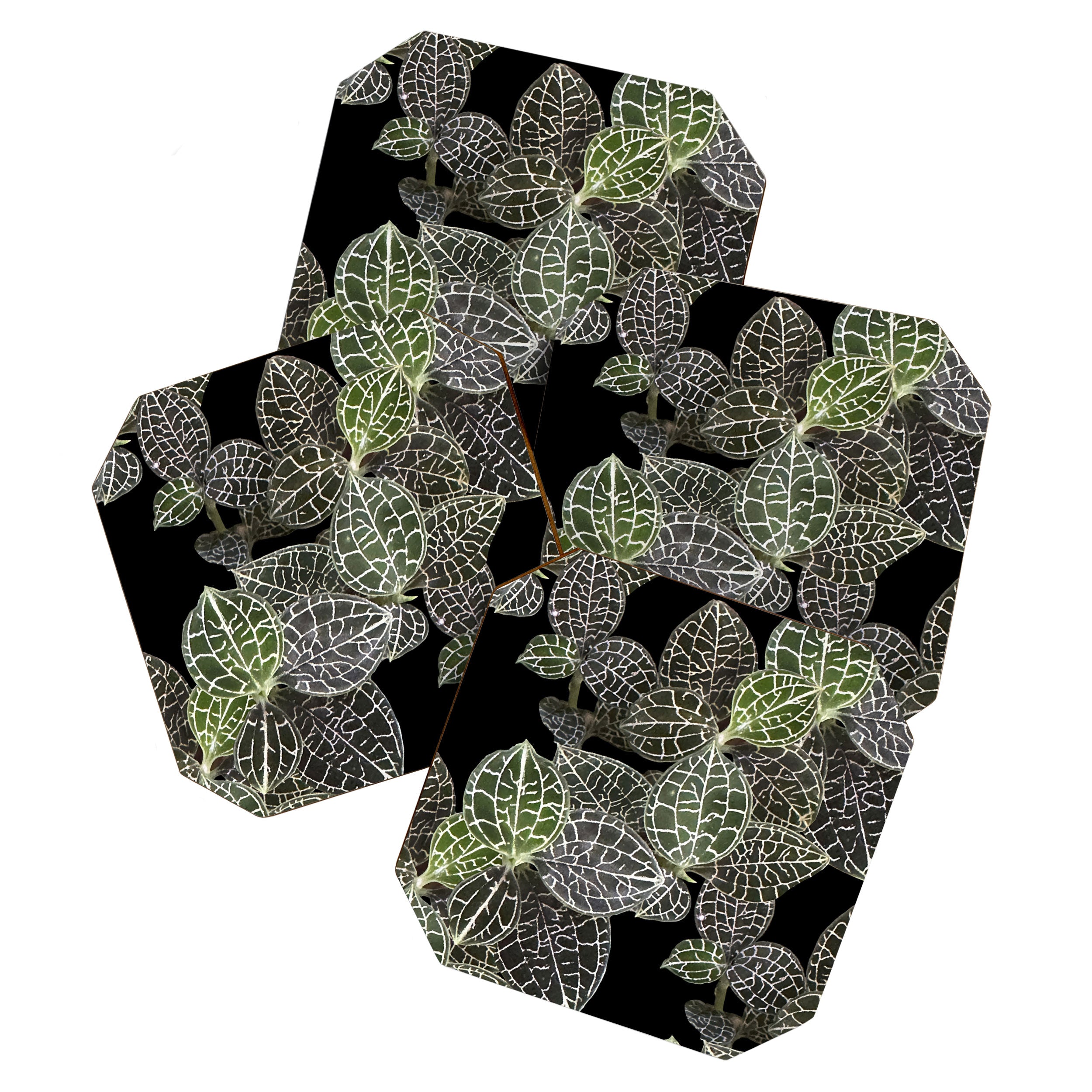 Elegant leaf skeleton foliage on black Coaster Gallery Image 1