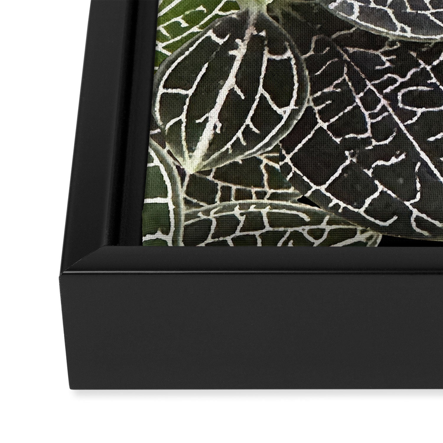 Elegant leaf skeleton foliage on black Framed Canvas Print Gallery Image 3