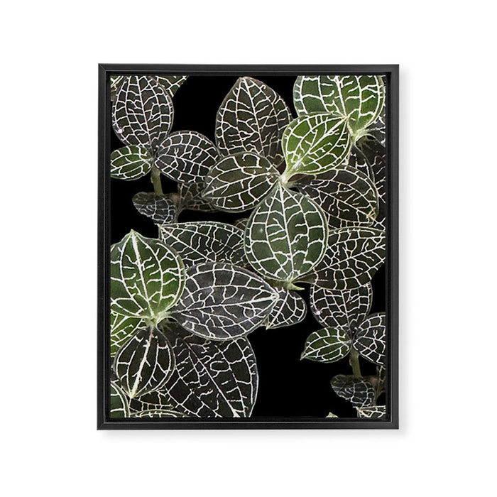 Elegant leaf skeleton foliage on black Framed Canvas Print Gallery Image 1
