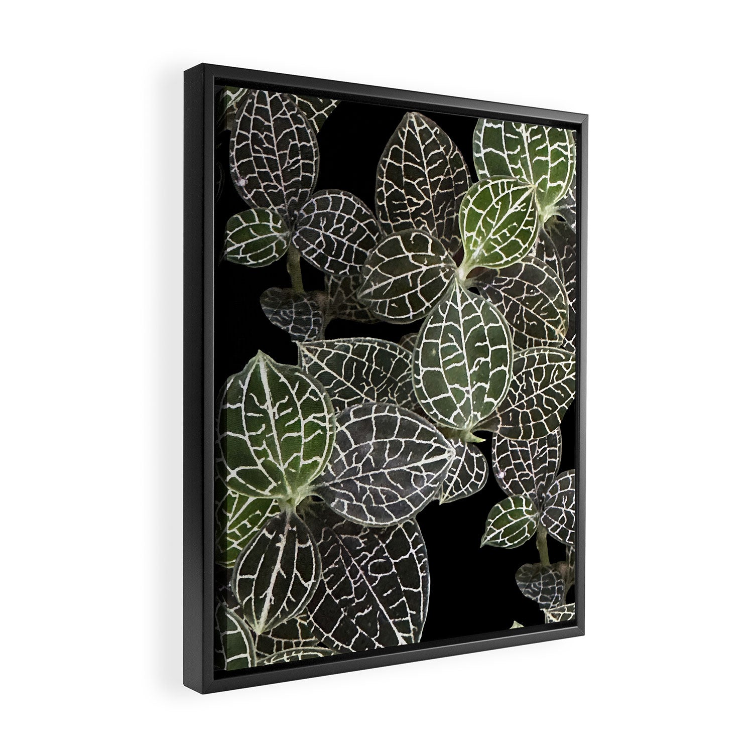 Elegant leaf skeleton foliage on black Framed Canvas Print Gallery Image 2