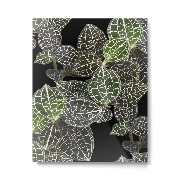 Elegant leaf skeleton foliage on black Metal Print Gallery Image 1