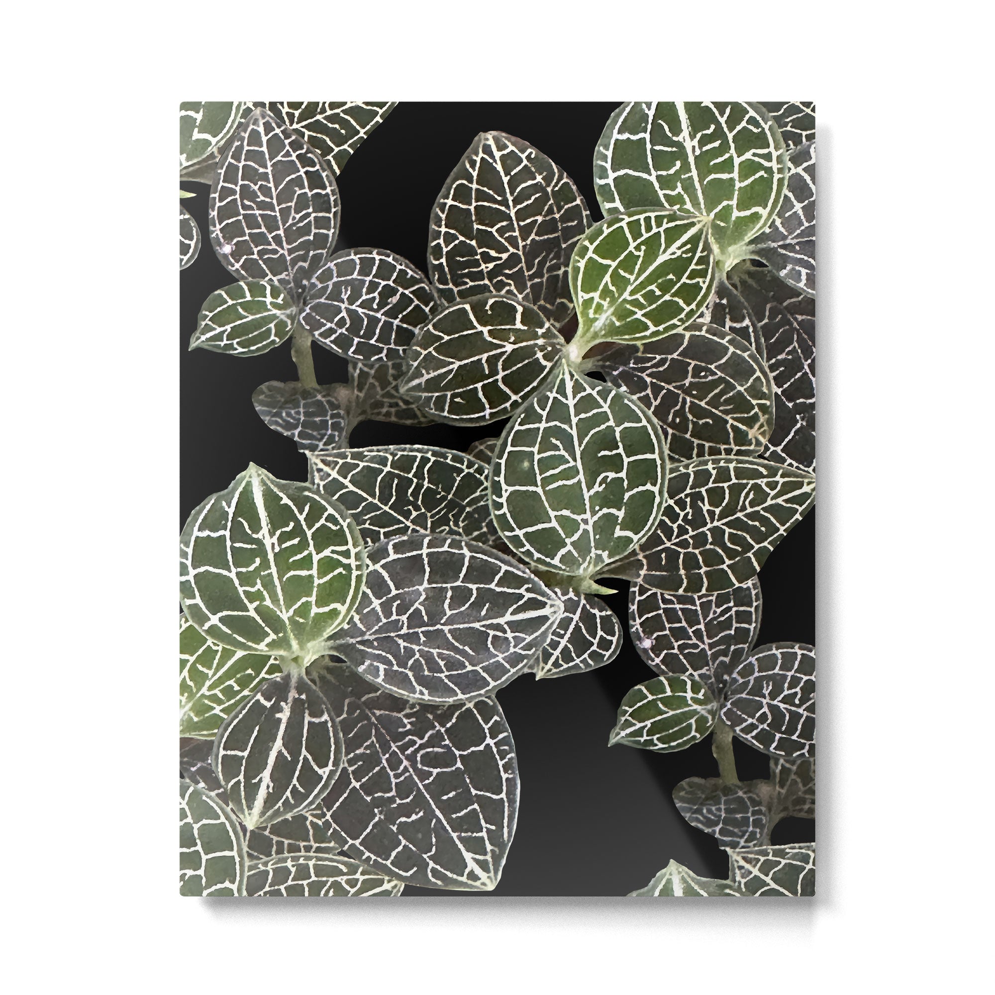 Elegant leaf skeleton foliage on black Metal Print Gallery Image 6