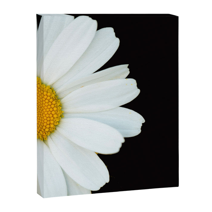 Hello Daisy - White Flower Black Background #decor #society6 #buyart Canvas Print Gallery Image 1
