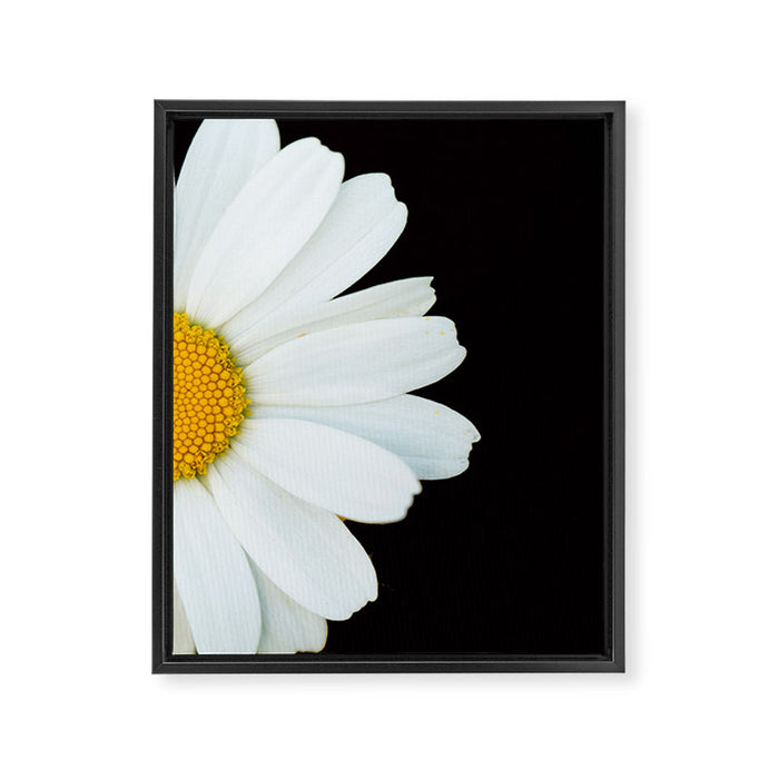 Hello Daisy - White Flower Black Background #decor #society6 #buyart Framed Canvas Print Gallery Image 1