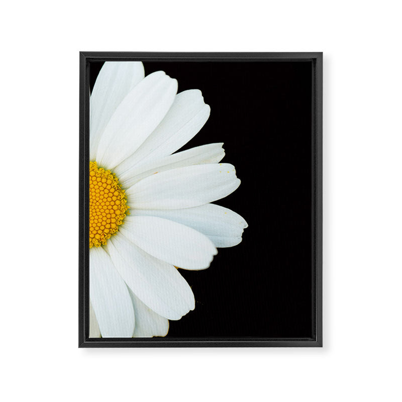 Hello Daisy - White Flower Black Background #decor #society6 #buyart Framed Canvas Print Gallery Image 8