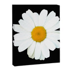 Large White Daisy on Black Background #decor #society6 #buyart Canvas Print Gallery Image 8