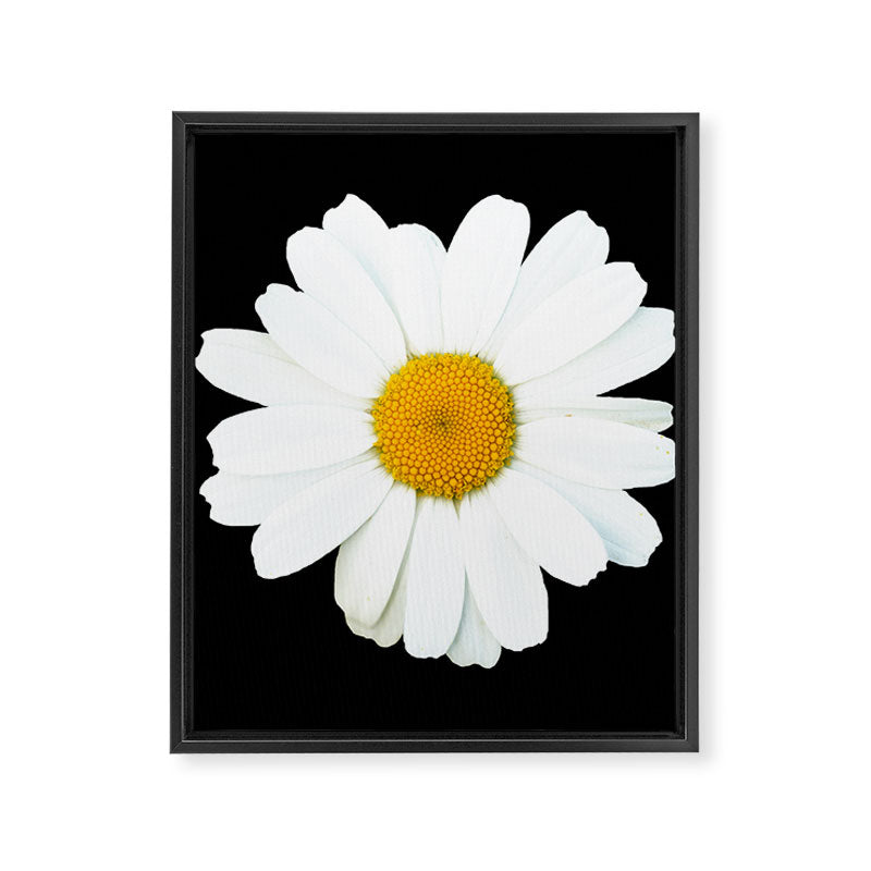 Large White Daisy on Black Background #decor #society6 #buyart Framed Canvas Print Gallery Image 8