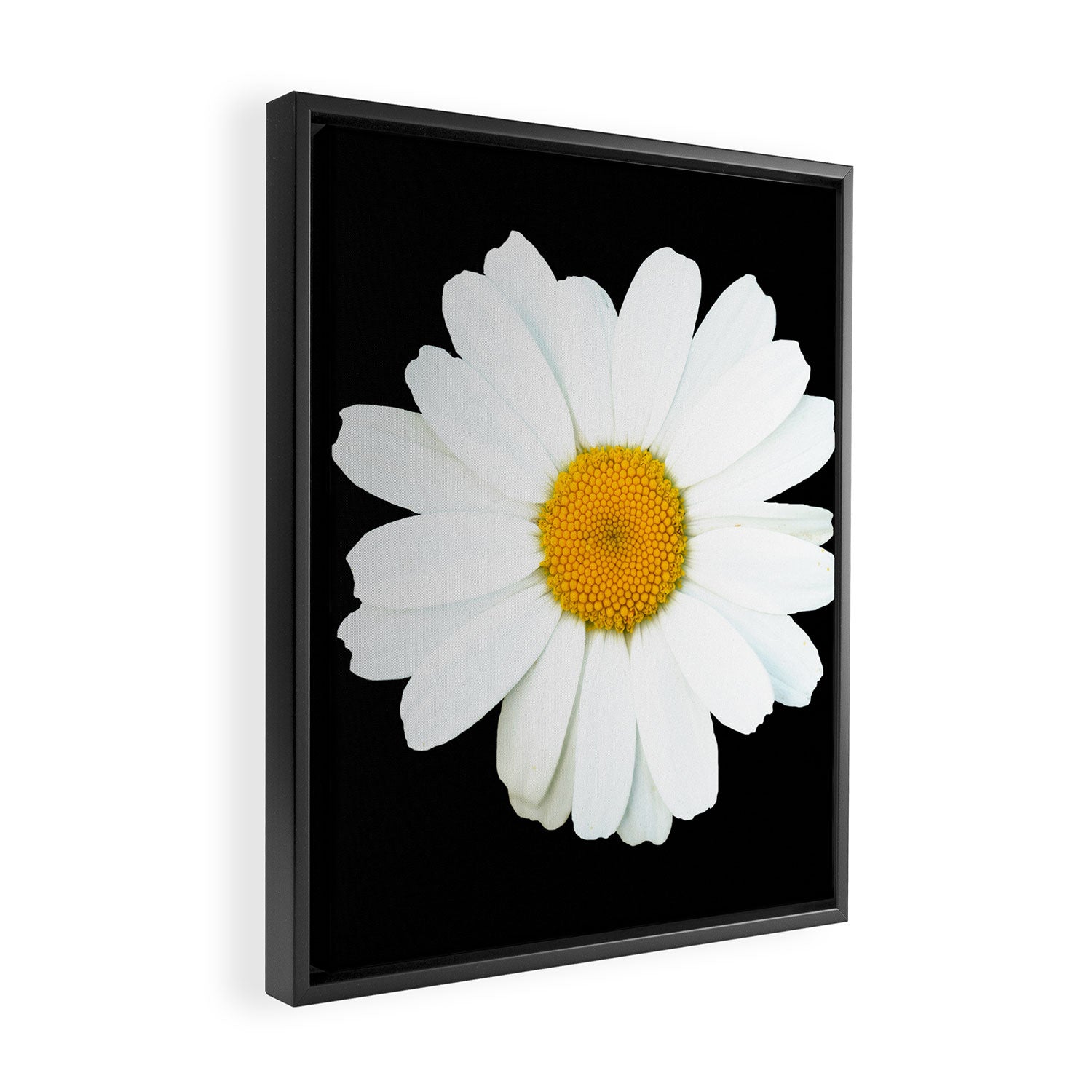 Large White Daisy on Black Background #decor #society6 #buyart Framed Canvas Print Gallery Image 2