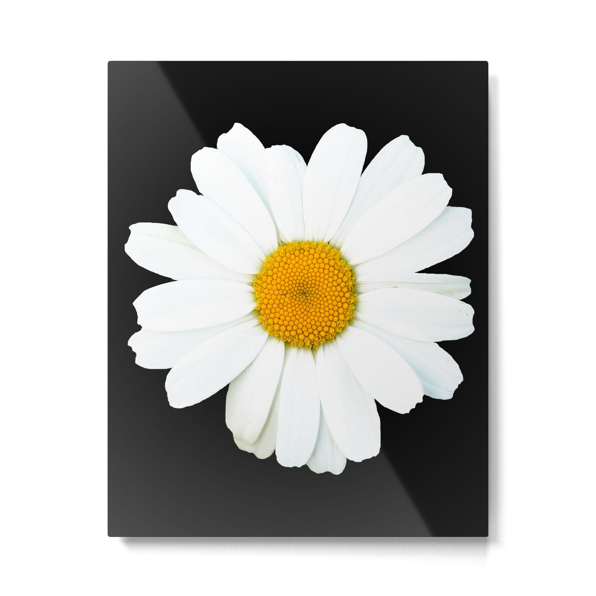Large White Daisy on Black Background #decor #society6 #buyart Metal Print Gallery Image 6