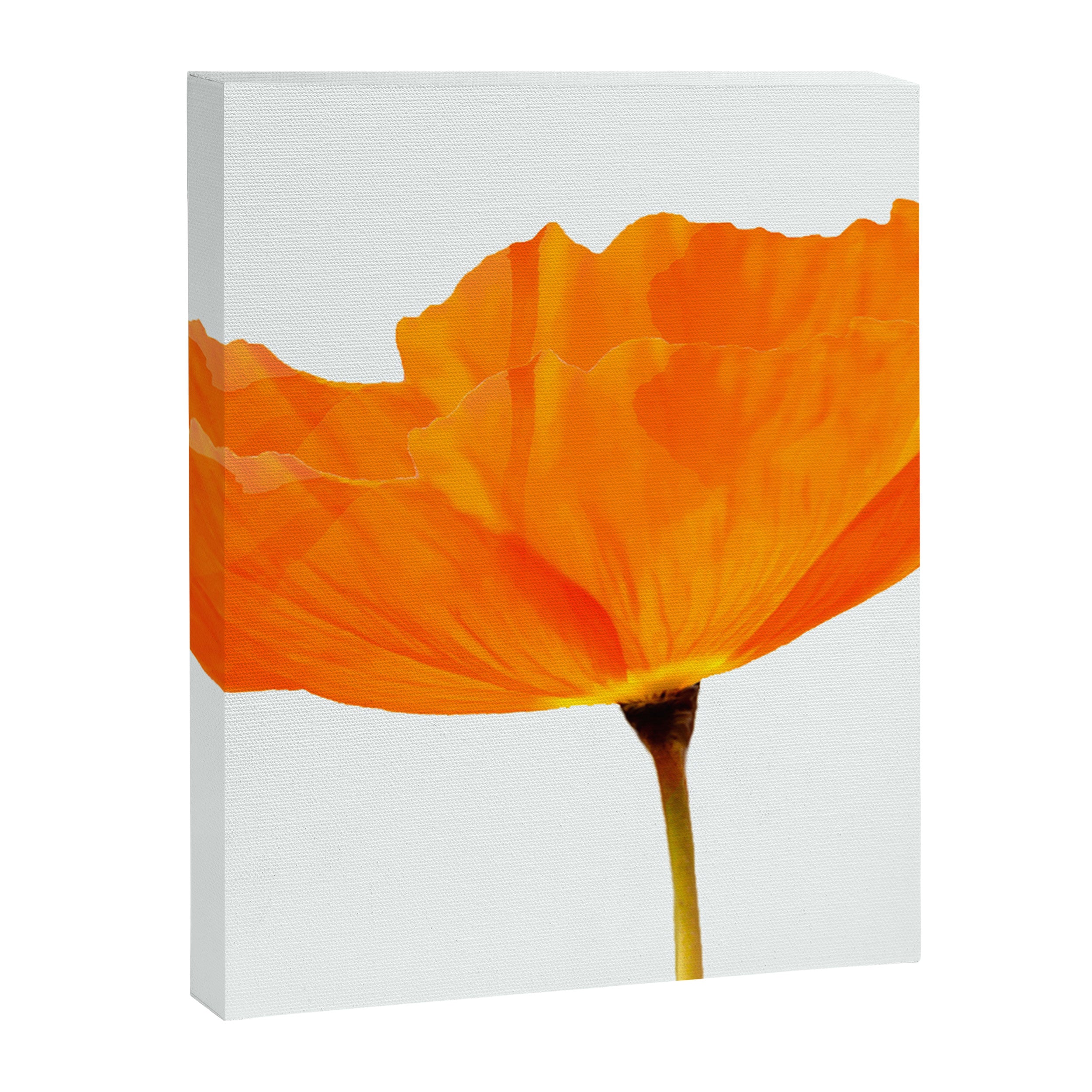 One And Only - Orange Poppy White Background #decor #society6 #buyart Canvas Print Gallery Image 8