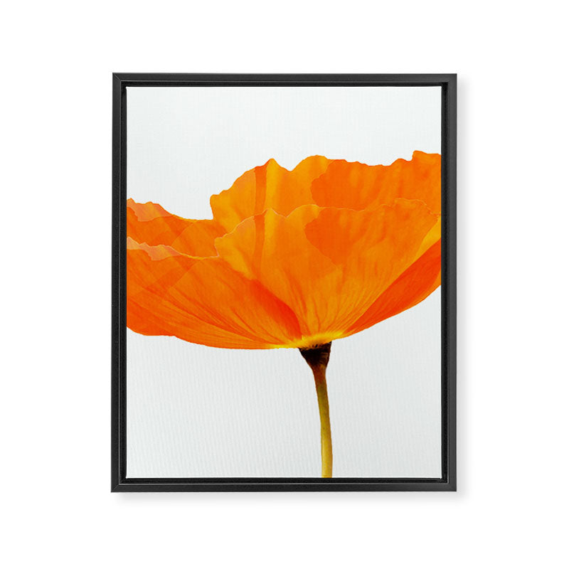 One And Only - Orange Poppy White Background #decor #society6 #buyart Framed Canvas Print Gallery Image 8