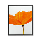 One And Only - Orange Poppy White Background #decor #society6 #buyart Framed Canvas Print Gallery Image 8