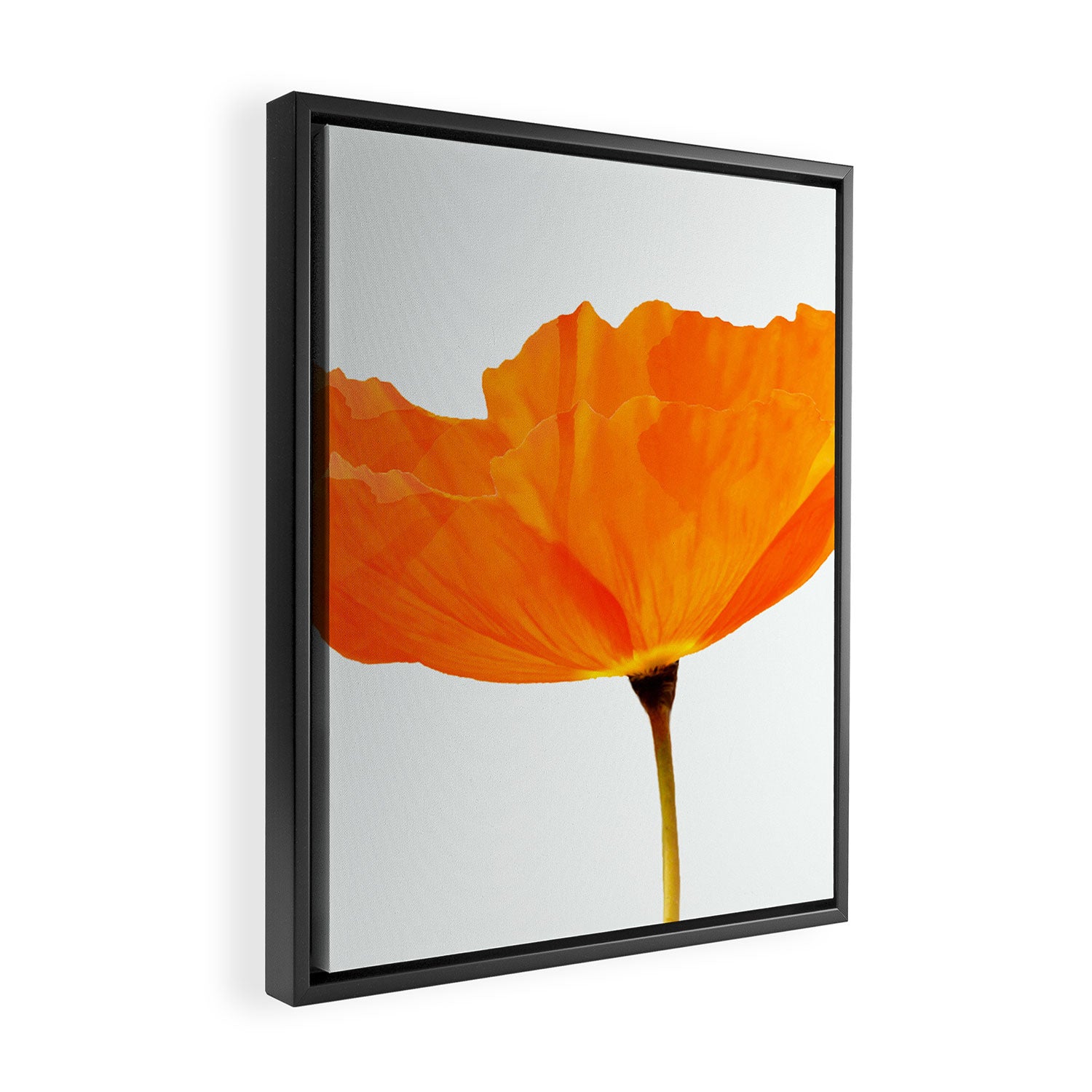 One And Only - Orange Poppy White Background #decor #society6 #buyart Framed Canvas Print Gallery Image 2
