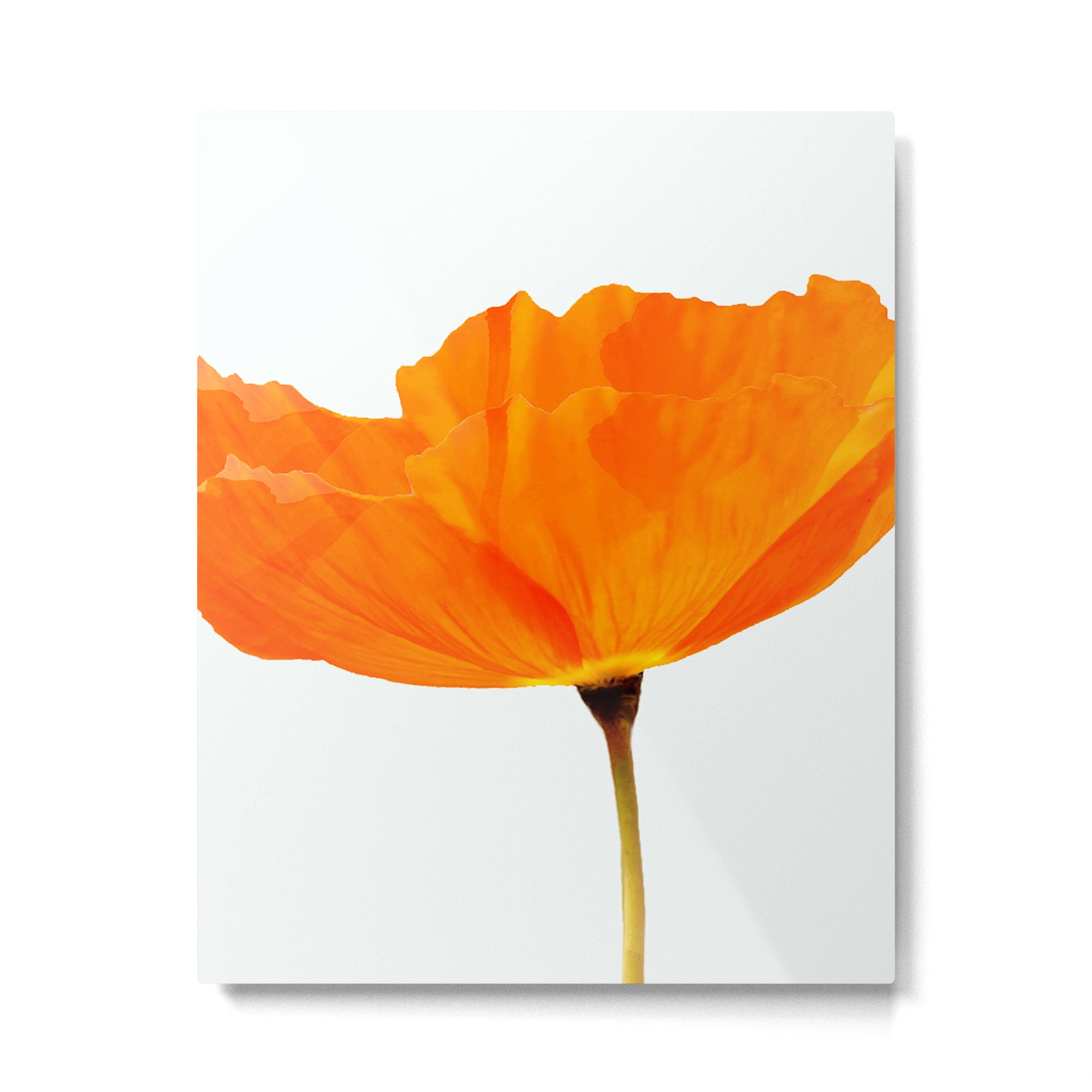 One And Only - Orange Poppy White Background #decor #society6 #buyart Metal Print Gallery Image 6