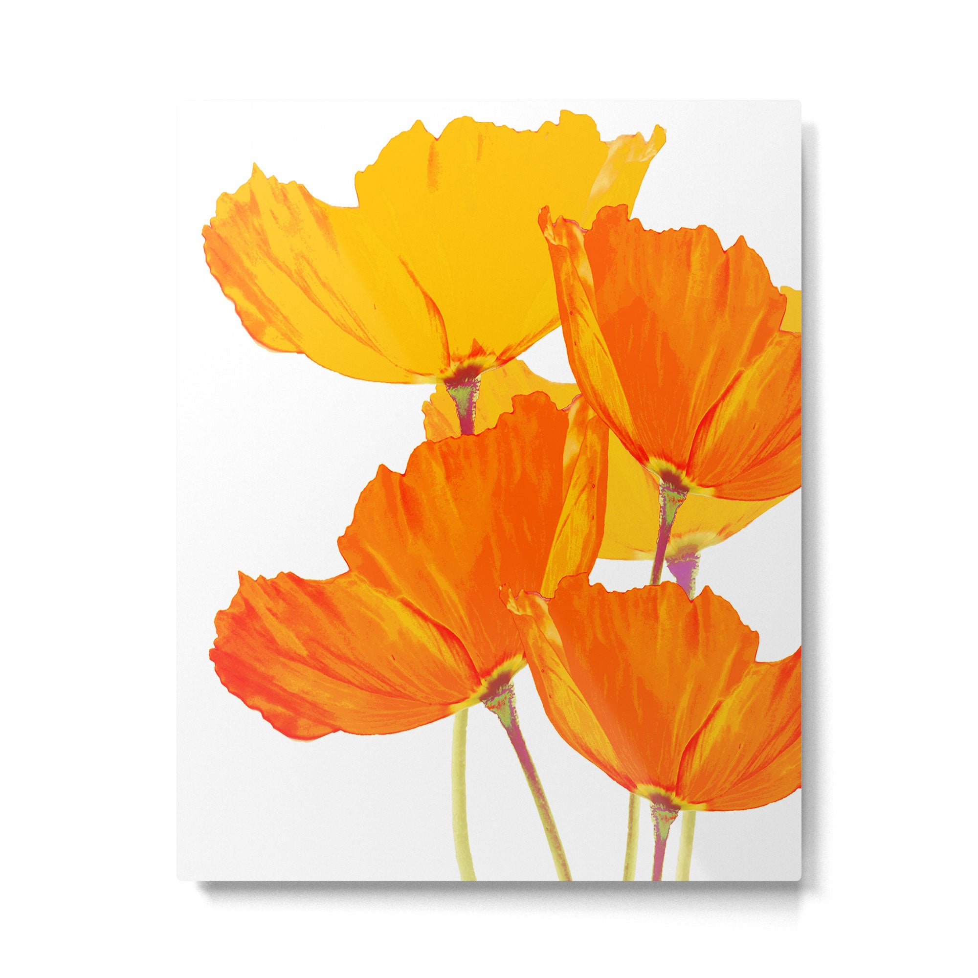 Orange and Yellow Poppies On A White Background #decor #society6 #buyart Metal Print Gallery Image 6