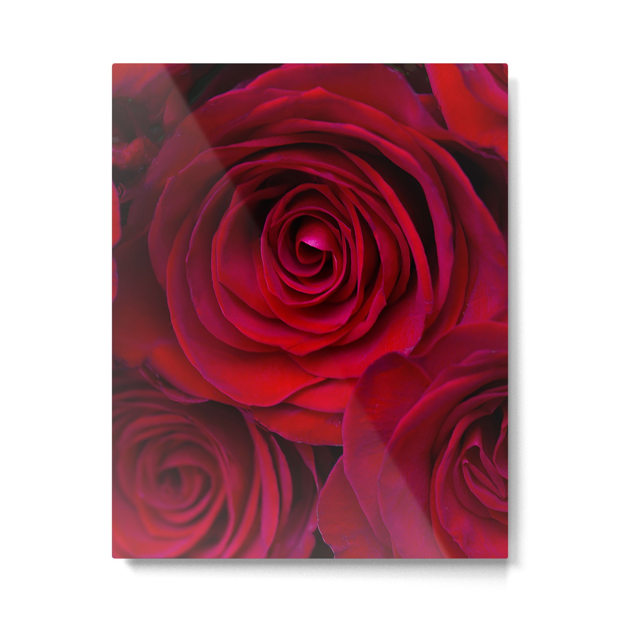 Red roses Metal Print Gallery Image 6