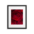 Red roses Framed Art Print Gallery Image 6