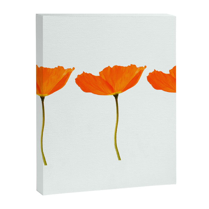 Three Orange Poppy Flowers White Background  Canvas Print Gallery Image 1