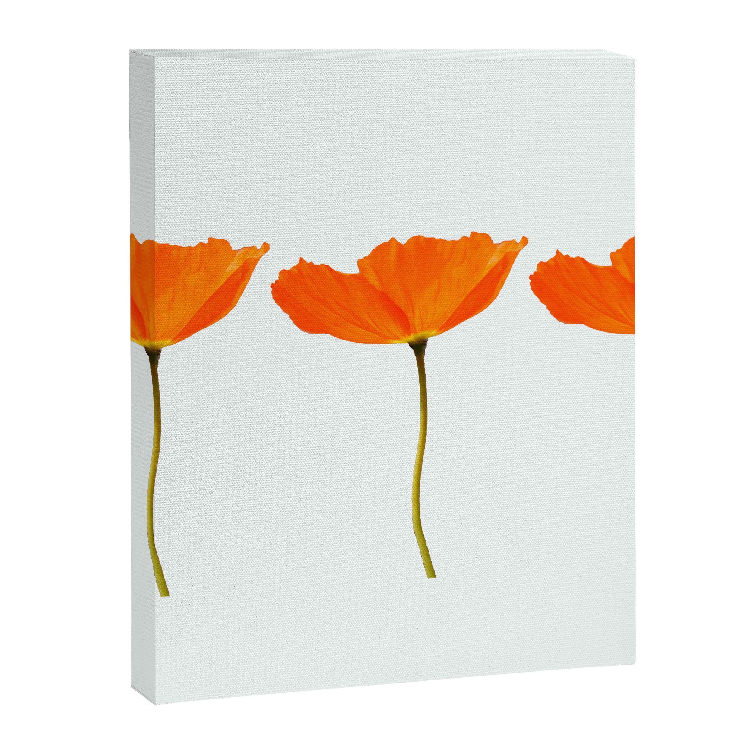 Three Orange Poppy Flowers White Background  Canvas Print Gallery Image 8