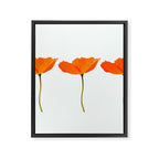 Three Orange Poppy Flowers White Background  Framed Canvas Print Gallery Image 8