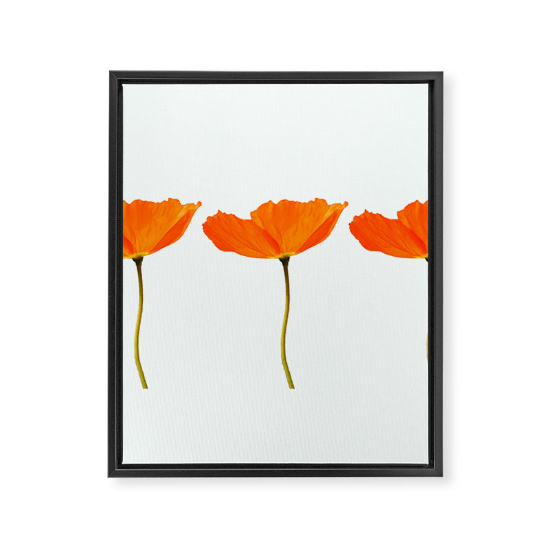 Three Orange Poppy Flowers White Background  Framed Canvas Print Gallery Image 8