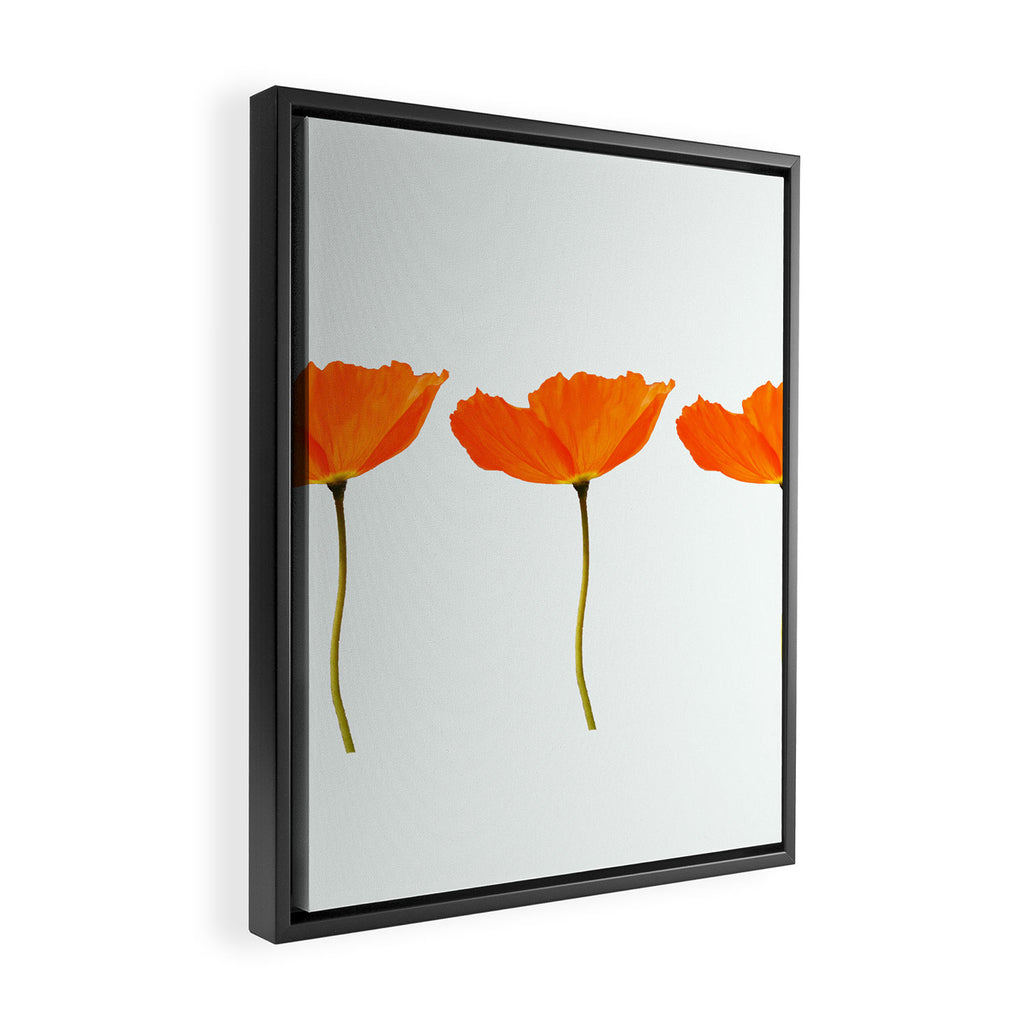 Three Orange Poppy Flowers White Background  Framed Canvas Print Gallery Image 2