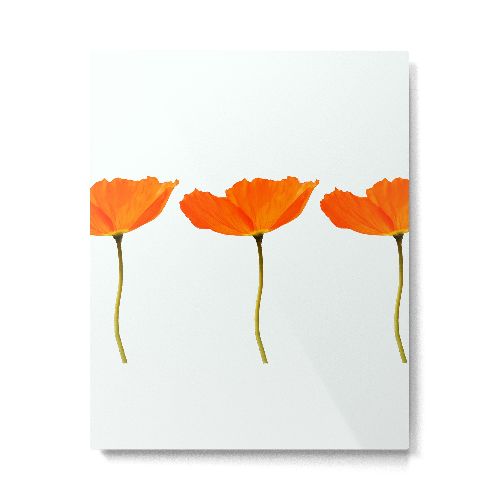 Three Orange Poppy Flowers White Background  Metal Print Gallery Image 6