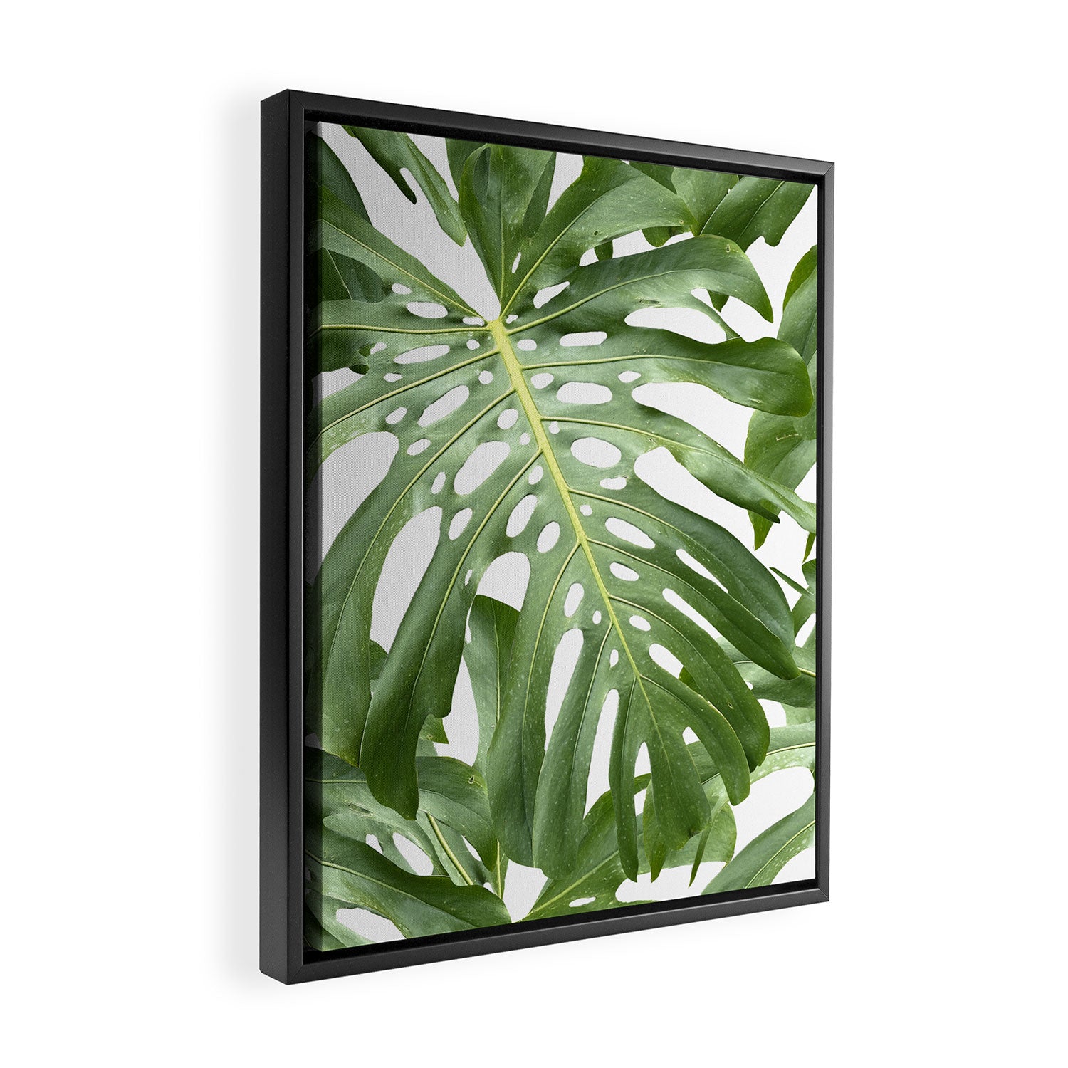 Vibrant tropical foliage on white Framed Canvas Print Gallery Image 2