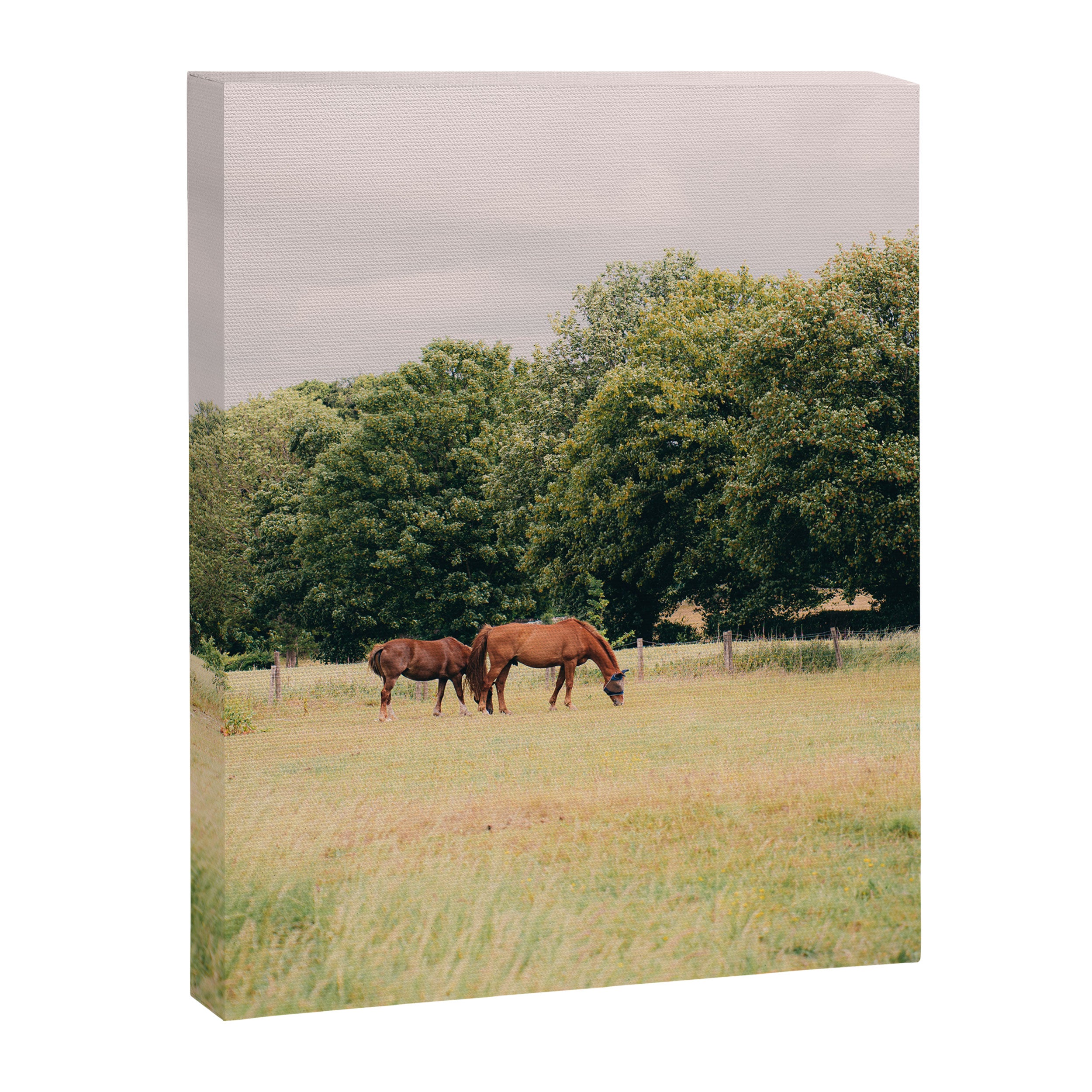 Cotswolds Horses in Rural Pasture Landscape Canvas Print Gallery Image 8
