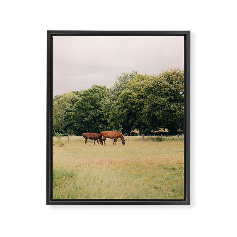 Cotswolds Horses in Rural Pasture Landscape Framed Canvas Print Gallery Image 8