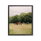 Cotswolds Horses in Rural Pasture Landscape Framed Canvas Print Gallery Image 8