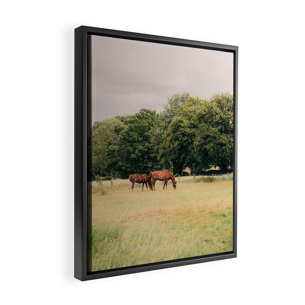 Cotswolds Horses in Rural Pasture Landscape Framed Canvas Print Gallery Image 2