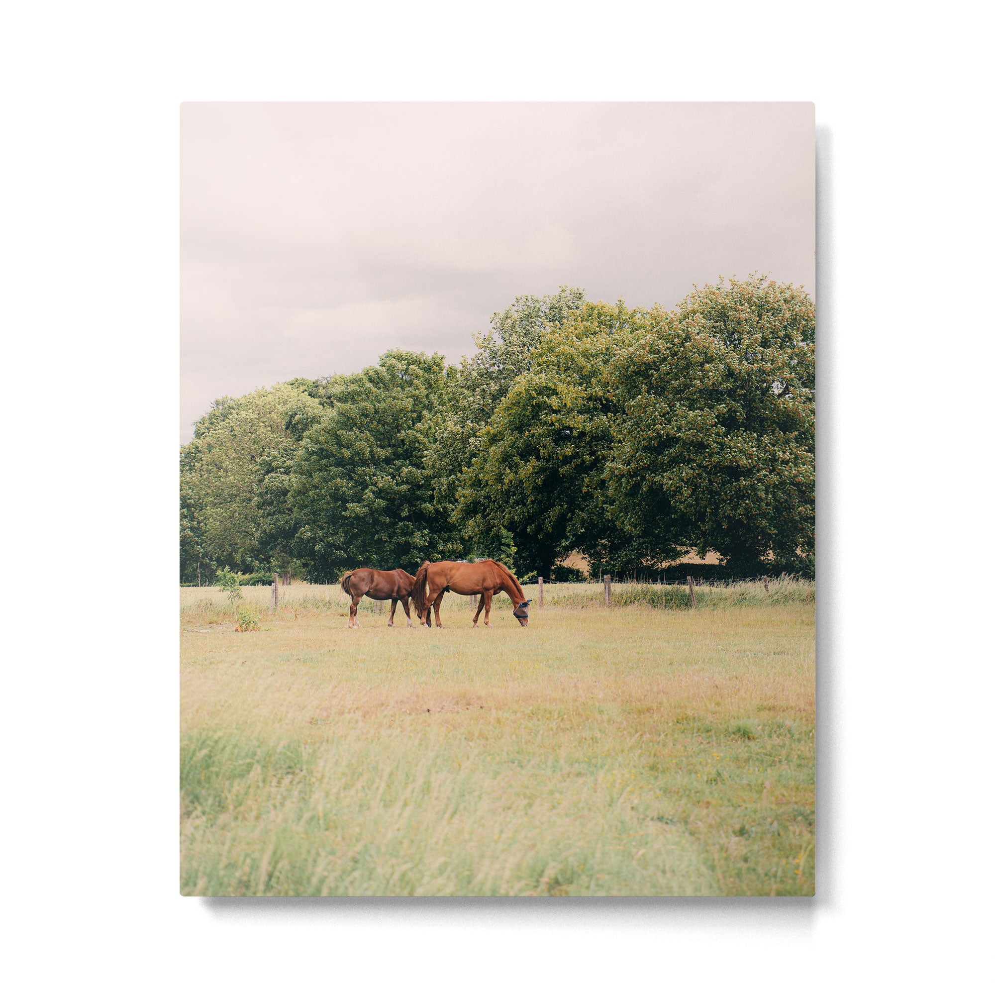 Cotswolds Horses in Rural Pasture Landscape Metal Print Gallery Image 6