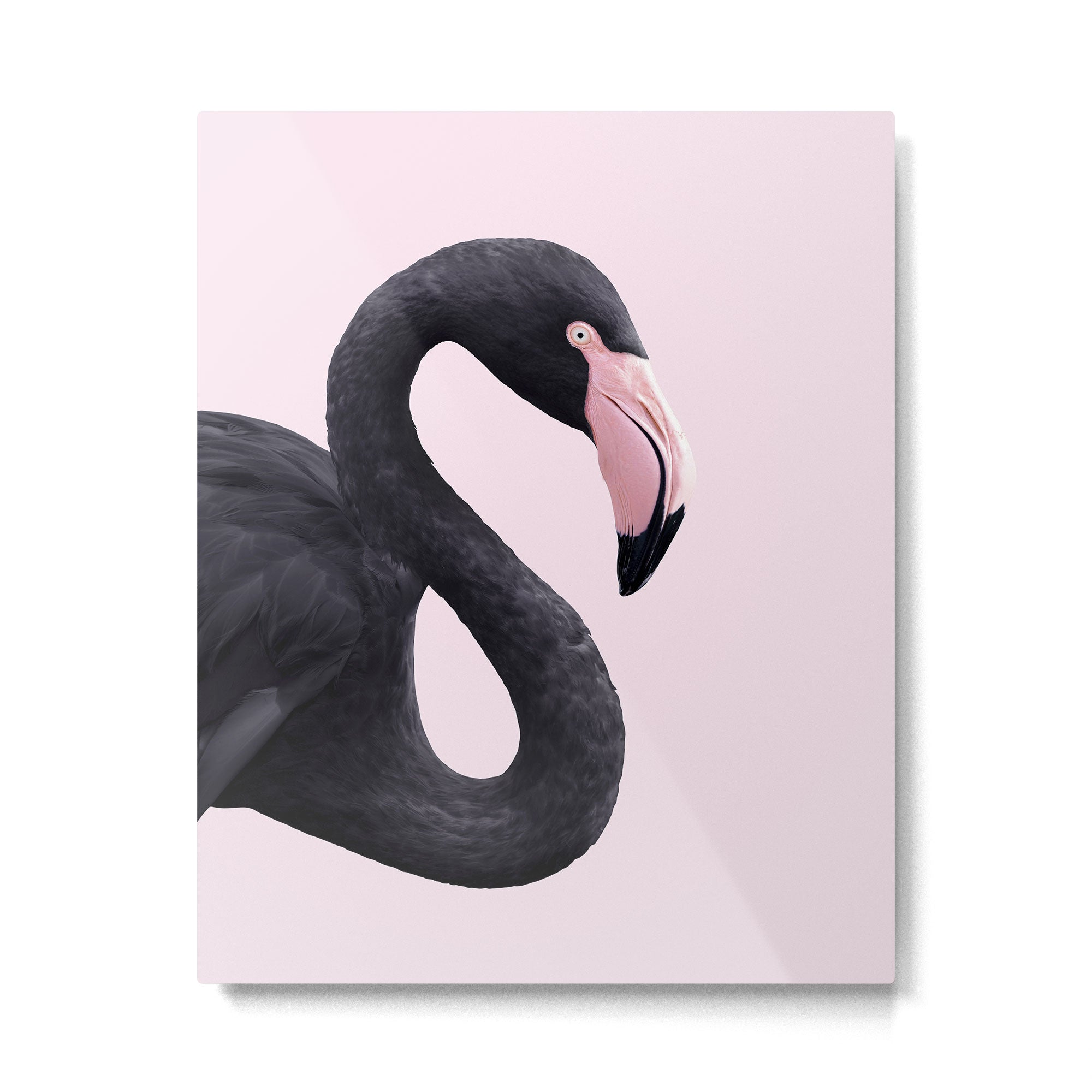 BLACK FLAMINGO Metal Print Gallery Image 6