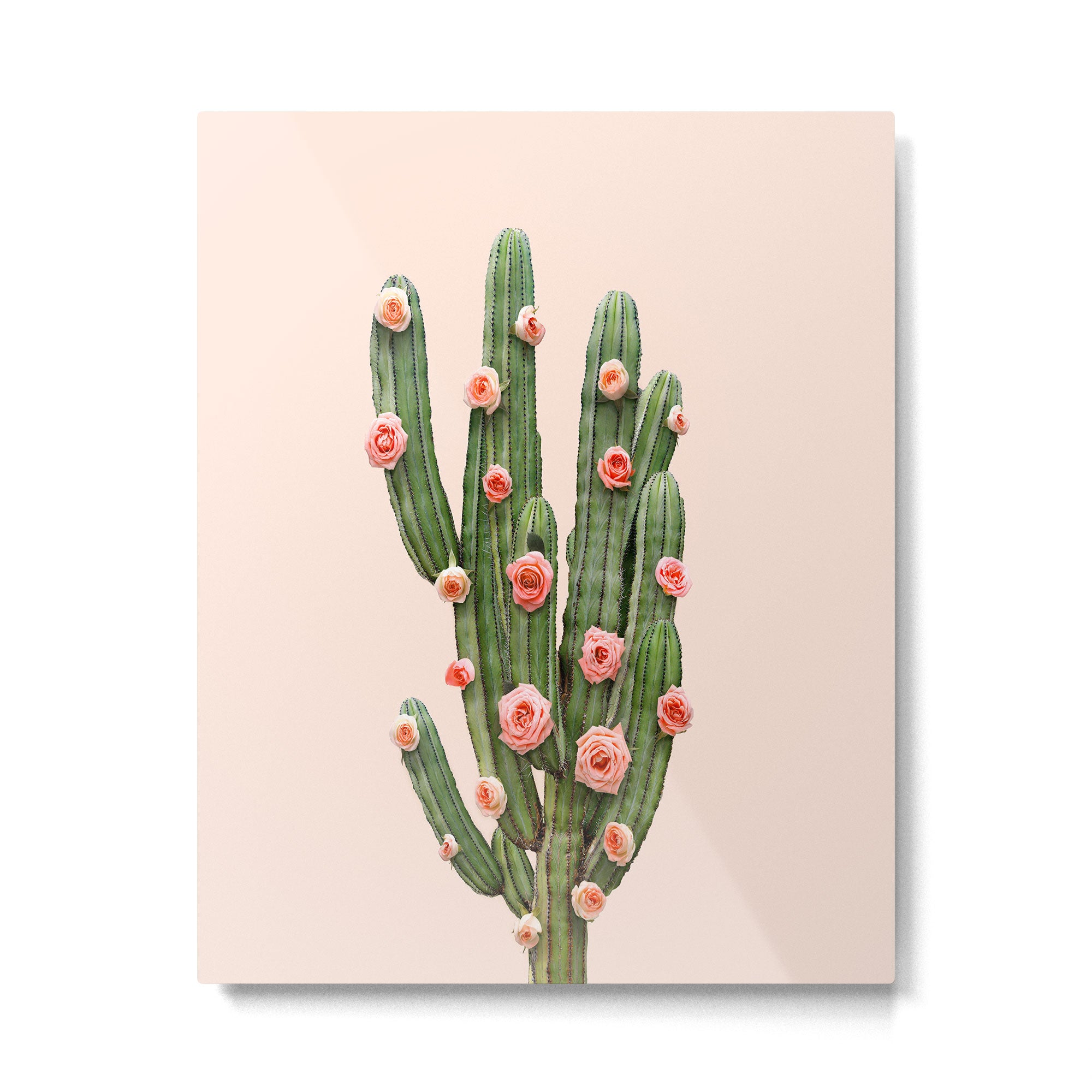 CACTUS AND ROSES Metal Print Gallery Image 6