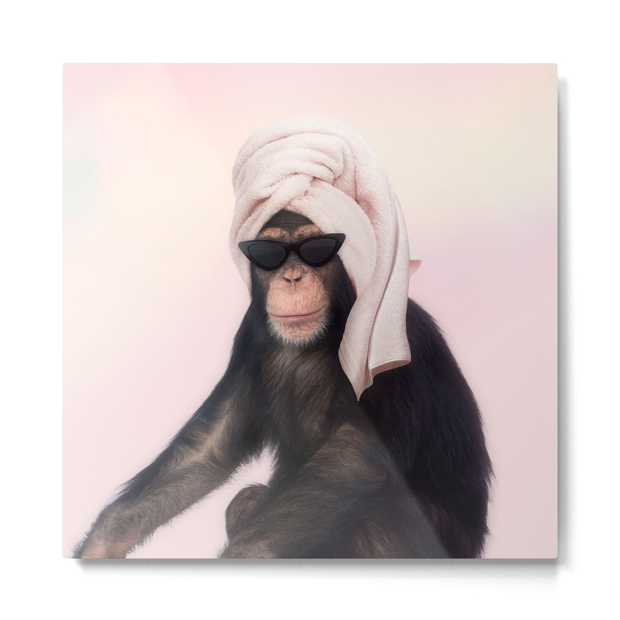 Chimpanzee Metal Print Gallery Image 2