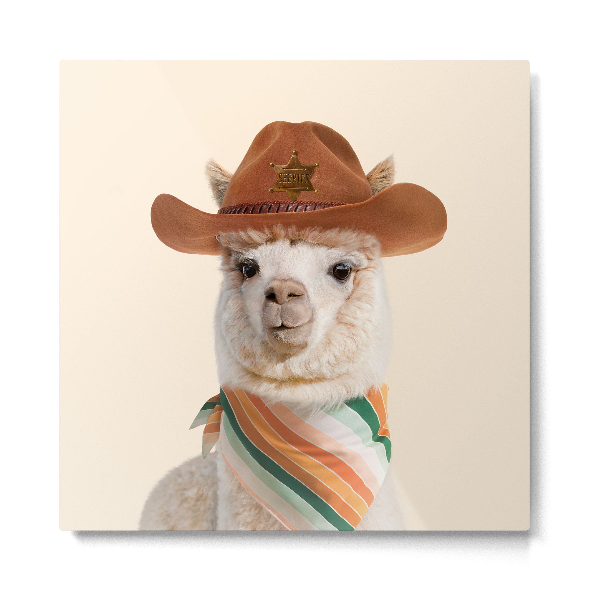 Cowboy Alpaca Metal Print Gallery Image 2