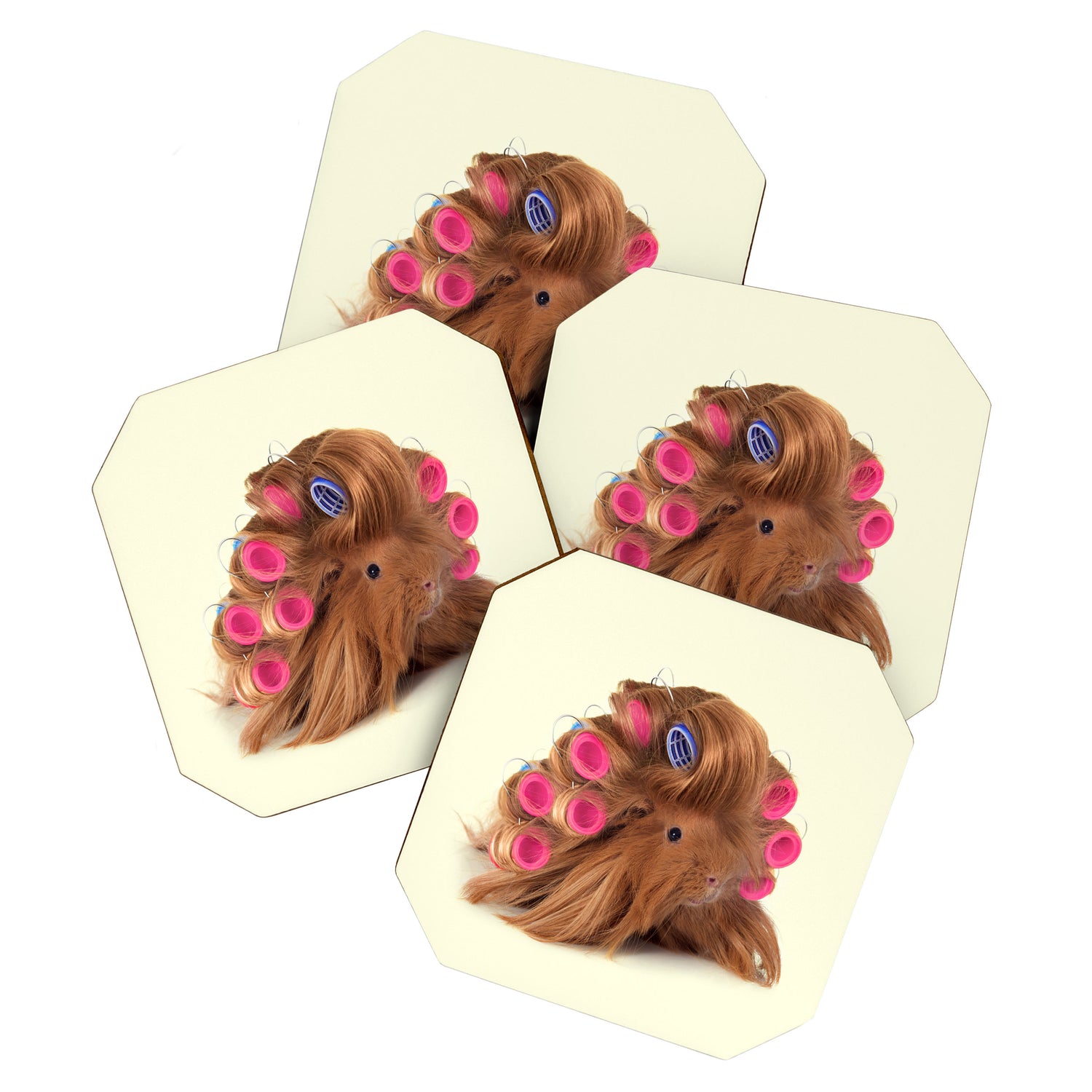 CURLY GUINEA PIG Coaster Gallery Image 1