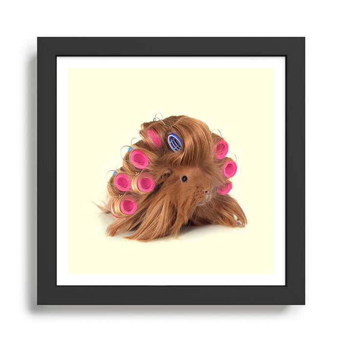 CURLY GUINEA PIG Framed Art Print Gallery Image 1
