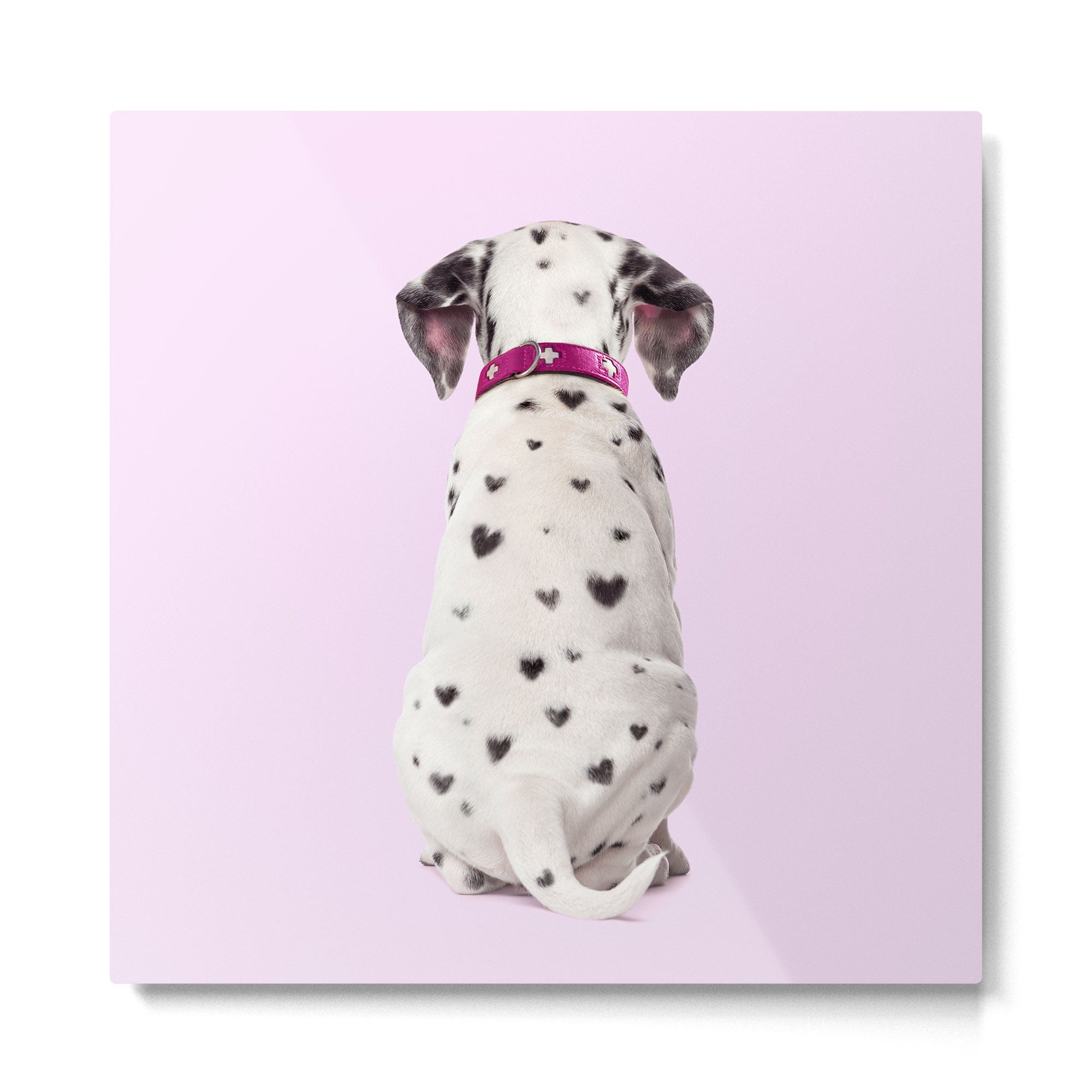 DALMATIAN Metal Print Gallery Image 2