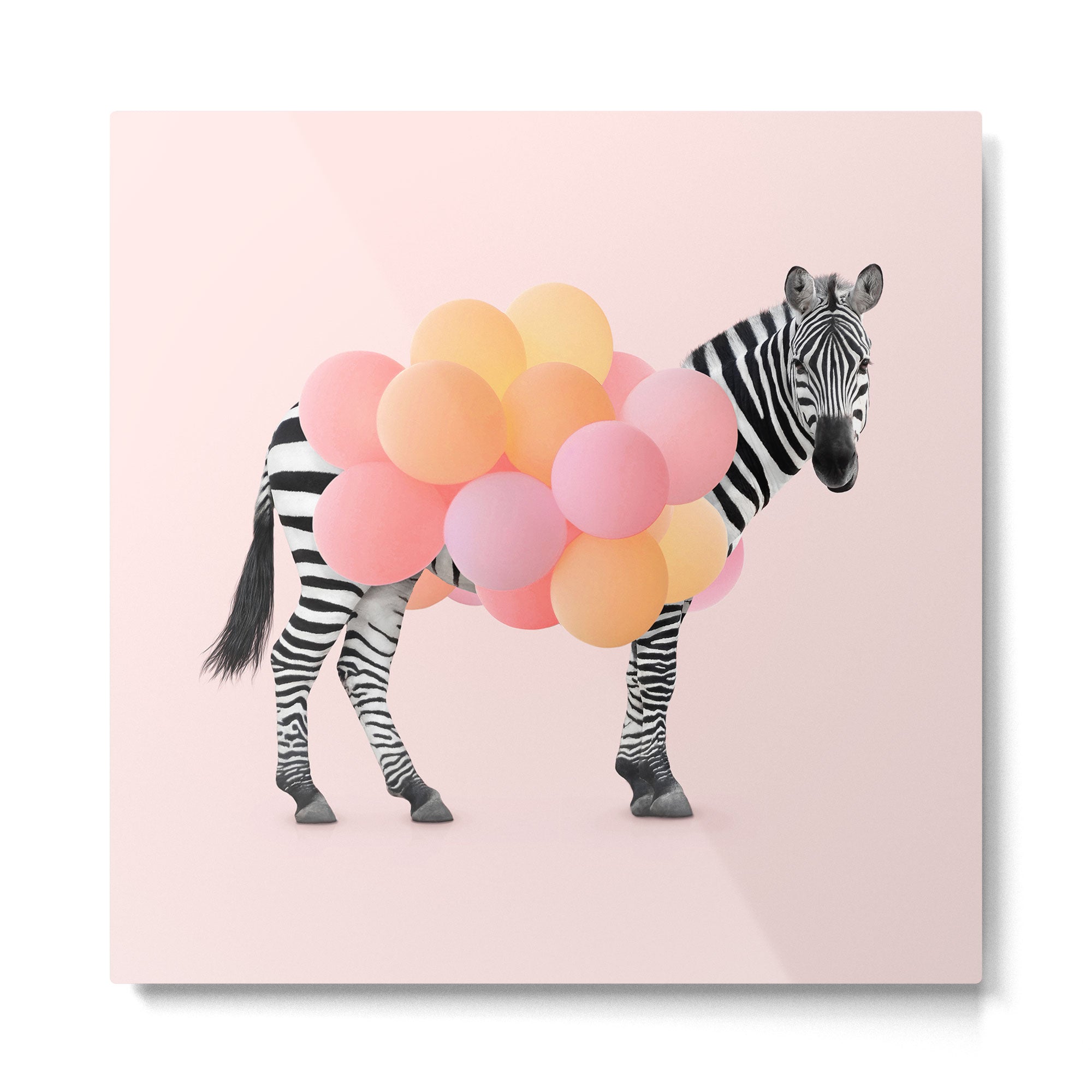 PARTY ZEBRA Metal Print Gallery Image 2