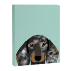 Doxie Dachshund merle dapple dog cute must have dog accessories dog gifts cute doxies dachshunds des Canvas Print Gallery Image 6