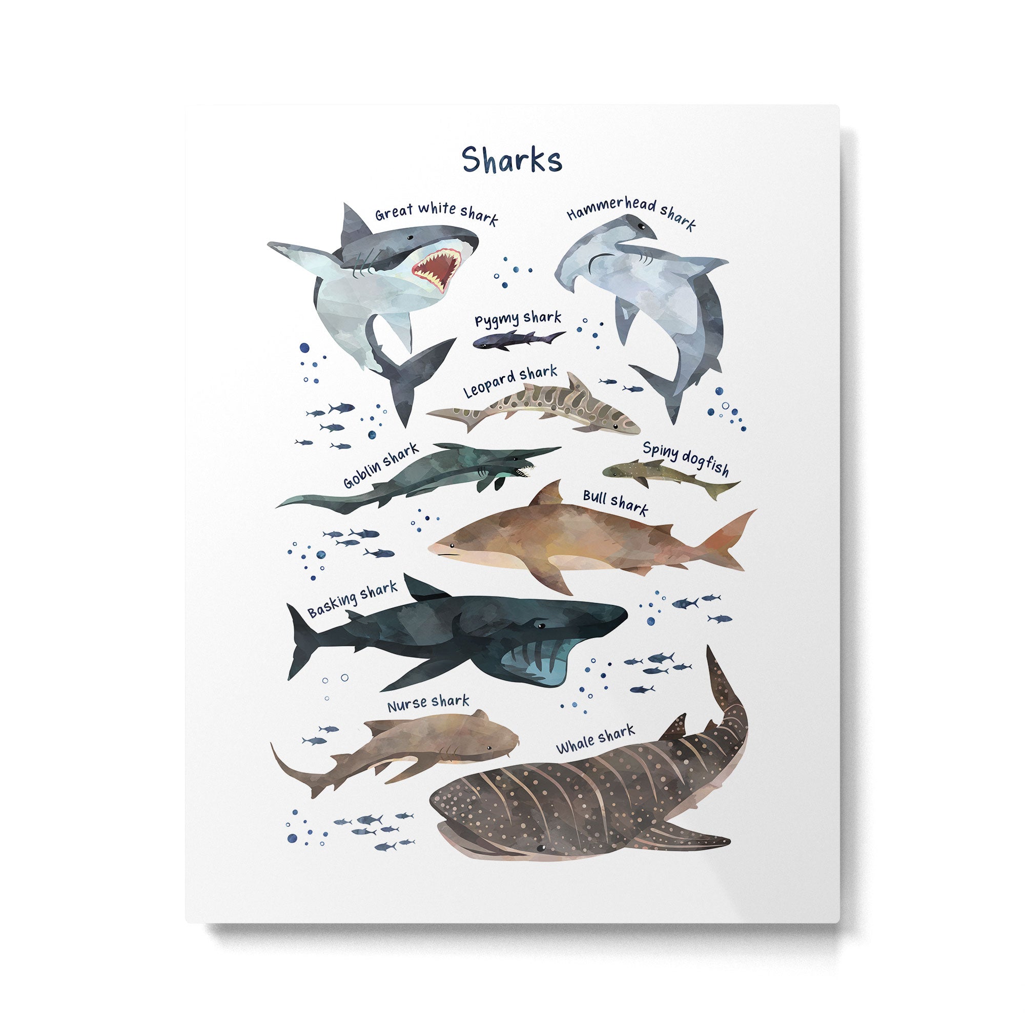 Sharks Metal Print Gallery Image 4