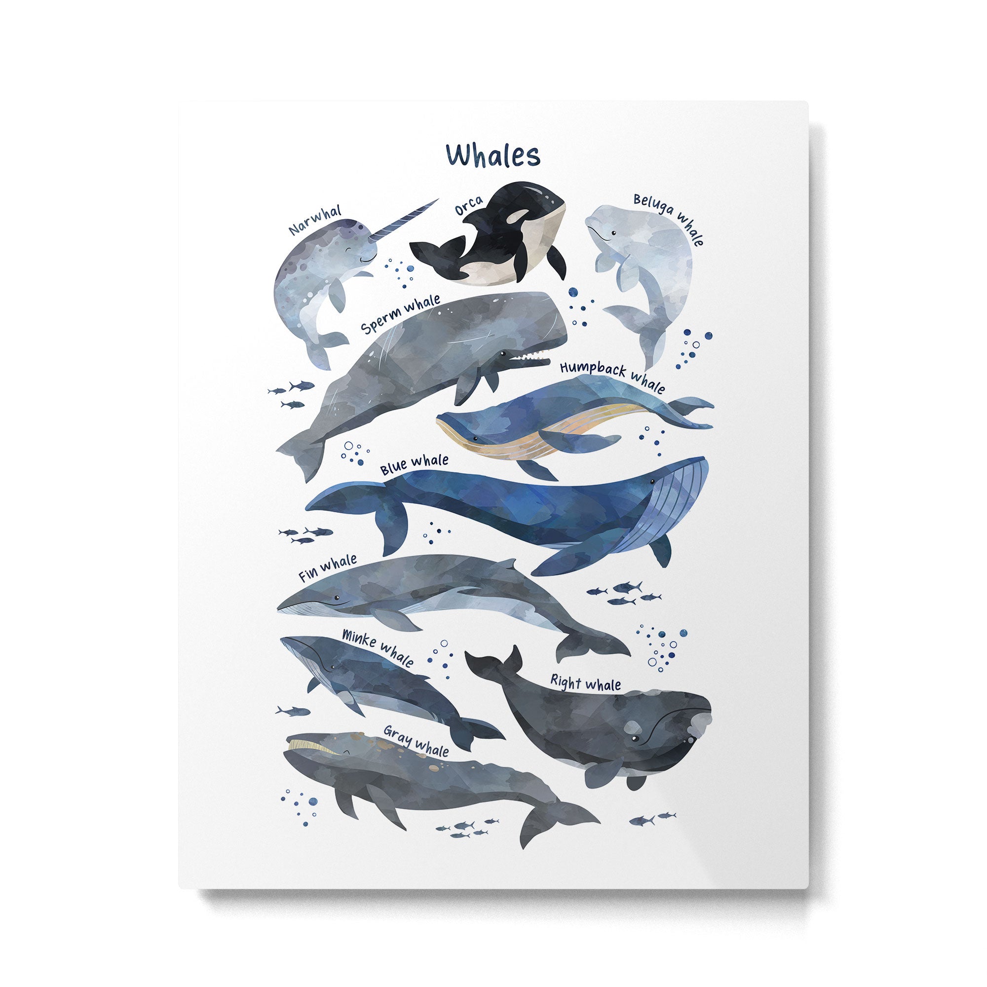 Whales Metal Print Gallery Image 4
