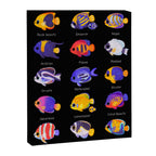 Angelfish! (marine) Canvas Print Gallery Image 6