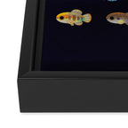 Killifish! Framed Canvas Print Gallery Image 3