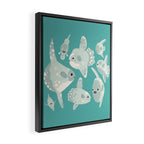 Mola mola Framed Canvas Print Gallery Image 2