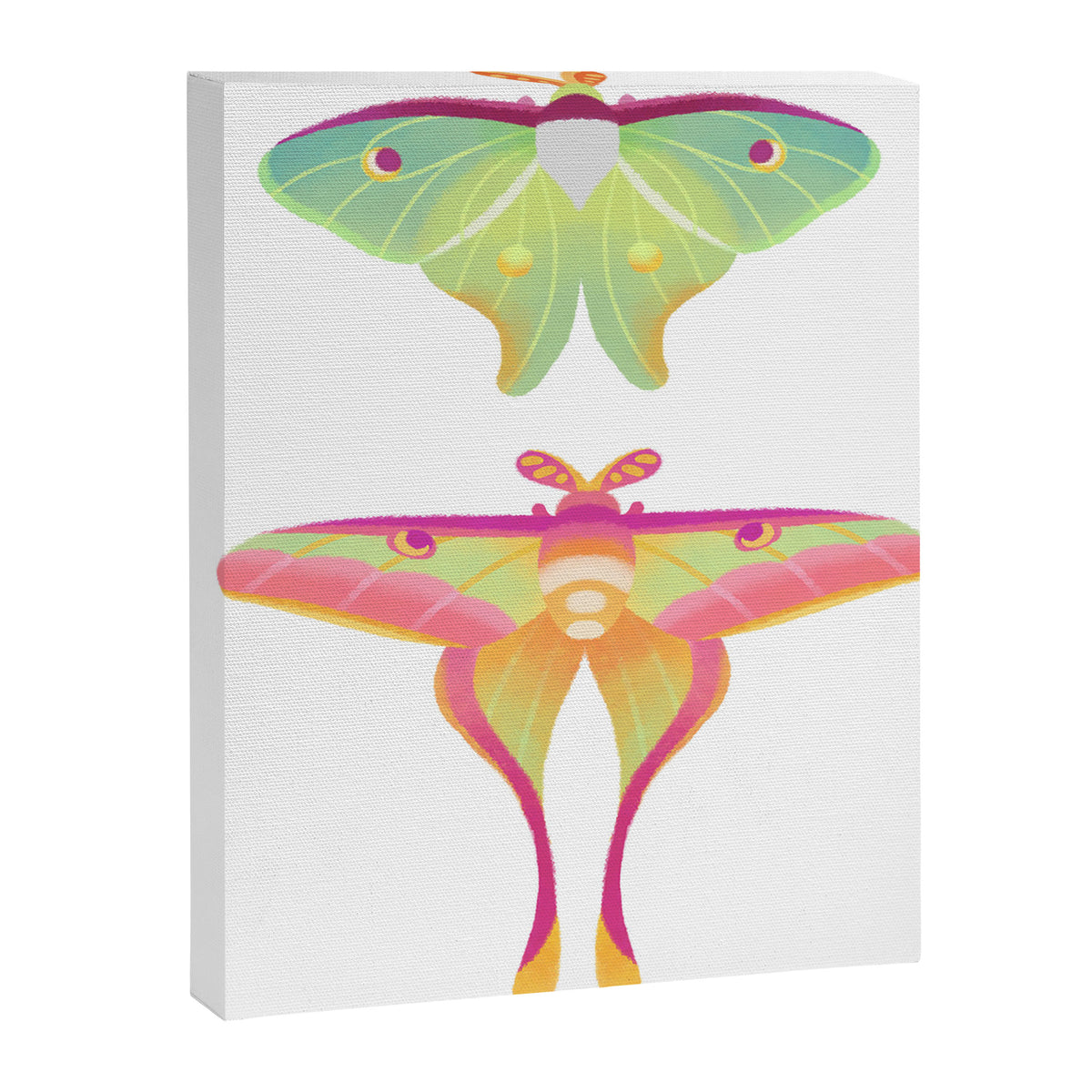 Moth Canvas Print Gallery Image 8